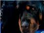 Un perro Rottweiler llora junto al cuerpo sin vida de su hermano