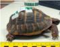 La Guardia Civil detiene a una persona implicada en la venta por internet de tortugas en peligro de extincin