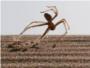 Descubren una araa acrbata que da volteretas por las dunas