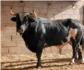 La familia del joven de Algemes que fue vctima del toro 'Ratn' exige 100.000 euros por su muerte