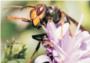 La avispa asitica llega a Espaa y podra acabar con las abejas