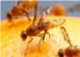 Ms Algemes presenta un pla municipal dactuaci contra la mosca del mediterrani