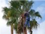 El Ayuntamiento de Benifai inicia la poda de palmeras en la Urbanizacin Pla de les Clotxes