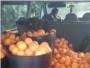 Sorprendidos tres presuntos ladrones en Alberic con ms de 1.000 quilos de naranjas