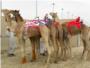 Nios secuestrados vendidos y obligados a ser jinetes en carreras de camellos
