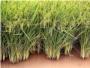 LA UNI expresa su malestar por la supresin de las ayudas agroambientales del arroz en el ao 2014