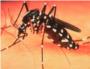 Los cientficos detectan la presencia del mosquito tigre en Cullera, Gandia y Sueca