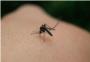Los municipios de Cullera y Sueca tendrn que asumir en solitario la lucha contra el mosquito tigre