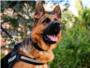Perros polica | Ragnar, pastor alemn de la Unidad Canina de la Polica Local de Alberic (Valencia)