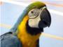 735 pjaros participan en Carcaixent en un concurso ornitolgico
