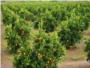 La escasez de lluvias rebaja el calibre y el precio en el inicio de la campaa citrcola en Algemes