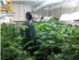 La Guardia Civil interviene ms de 300 plantas de marihuana en Gavarda