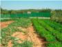 Los productores de hortalizas de la Ribera hacen guardia permanente en sus campos para evitar los robos