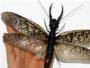 El insecto alado ms grande y escalofriante del mundo