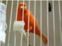 Cerca de 700 pjaros lucen sus cantos y posturas en un concurso exposicin ornitolgica en Carcaixent
