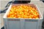 La Guardia Civil se incauta de 400 kilos de naranjas sustradas de un campo de Benimuslem