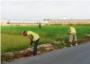 Benifai contratar este verano a 59 vecinos desempleados agrarios para obras de mejoras rurales