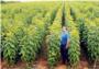 La Ribera exporta ms de 600.000 plantones de caqui al ao