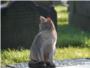 Toldo, la entraable historia de un gato que visita la tumba de su amo