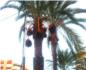 El PSOE de Alzira exige una vez ms a la alcaldesa la limpieza de las palmeras de la Plaza del Reino