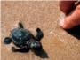 Liberan tortugas marinas, con un emisor va satlite, para su estudio