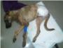 Ribercan en Carcaixent ha rescatado un perro con la pata destrozada por un cepo