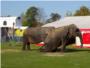 El Partido Popular bloquea la mocin para que Carcaixent deje de permitir animales en circos