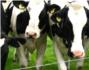 El gas metano de las flatulencias de 90 vacas provoca un incendio en una granja alemana