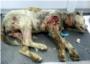 Xena, herida de gravedad en Alzira por utilizarla como sparring de perro luchador