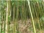 Una empresa de Alzira introduce en Europa el cultivo del bamb para producir biomasa