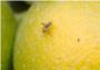 La Generalitat inicia en la Ribera los tratamientos terrestres contra la mosca de la fruta