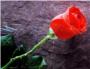 Els socialistes celebren l'11 de maig a Llombai el 'Dia de la Rosa'