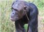 Por qu se ponen pendiente estos chimpancs?