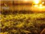 La Guardia Civil destaca la incautacin de 350 plantas de marihuana en Almussafes en su ltimo balance