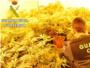 Desmanteladas 7 plantaciones de marihuana ubicadas en Carlet, Sumacrcer y Alberic