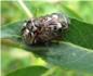El abandono del sexo por parte de algunos escarabajos procede de la hibridacin entre especies