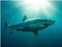 Tiburones: diez curiosidades sobre el animal ms temido