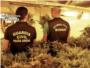 La Guardia Civil desmantela 2 laboratorios de marihuana ubicados en dos viviendas en Crcer