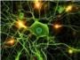 Descubren las bases de una nueva sealizacin en la sinapsis neuronal