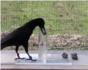 Cuervos inteligentes utilizan la fsica de Arqumedes para alimentarse (Vdeo)