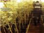 La Guardia Civil desmantela 2 laboratorios dedicados al cultivo ilegal de marihuana en LAlcdia