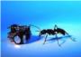 Un ejrcito de robots en miniatura para estudiar cmo se orientan las hormigas
