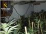 La Guardia Civil desmantela 9 laboratorios dedicados al cultivo ilegal de marihuana en Carlet