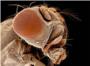 Crean un 'modelo' de mosca con cncer de colon para investigar la enfermedad en humanos