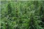 La Guardia Civil desmantela una plantacin ilegal de marihuana en Carlet