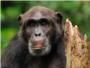 Anlisis genticos revelan que chimpancs y bonobos se cruzaron hace miles de aos