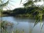 Benimodo prev limpiar la laguna del paraje Ullals del riu Verd
