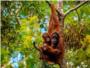 Borneo es la tercera isla ms grande del mundo y un invernadero evolutivo
