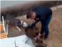 Brutal maltrato a un jabal que es usado para entrenar a perros 'de agarre'