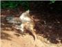 Cartas al director | Maltrato animal y matanza de gatos en un parque de Cullera